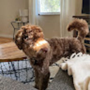 Meet your Posher, Bailey